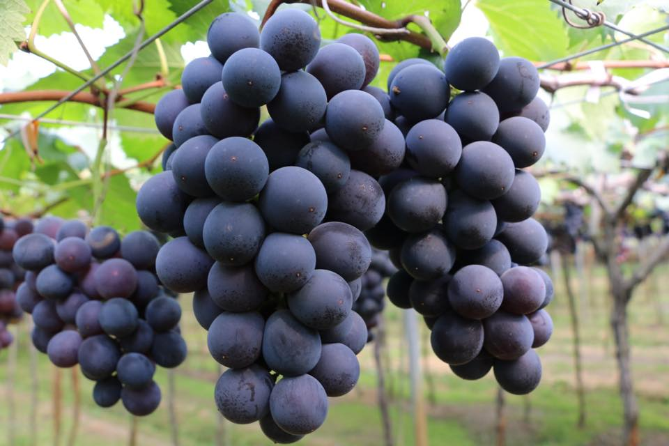 大村葡萄