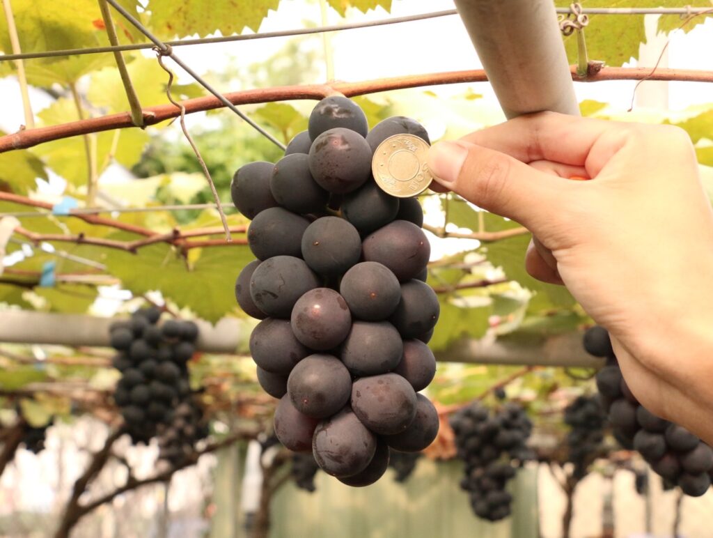 田原 大村葡萄 溫室