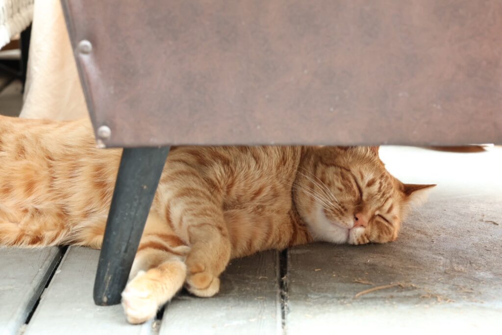 【如常所在】超療癒親人的店貓．必點手工蘋果派｜寵物友善的老宅咖啡廳