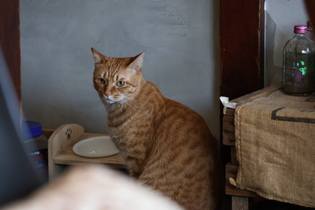 【如常所在】超療癒親人的店貓．必點手工蘋果派｜寵物友善的老宅咖啡廳